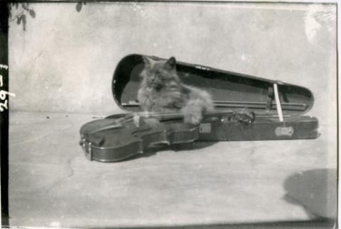 Primera imagen del registro Retrato de animal y violín