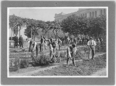 Primera imagen del registro Trabajos agrícolas