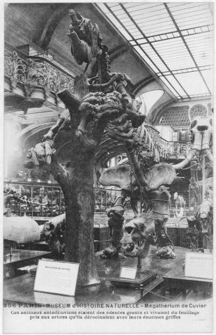 Primera imagen del registro Museo de Historia Natural de París