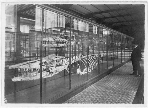 Primera imagen del registro Museo de Historia Natural, París