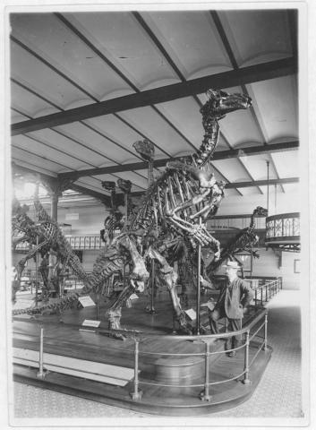 Primera imagen del registro Museo de Historia Natural, París