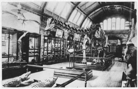 Primera imagen del registro Museo de Historia Natural, París