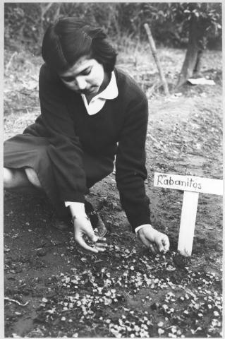 Primera imagen del registro Alumnos trabajando en actividades del programa de huertos escolares, Escuela de Colina, 1983