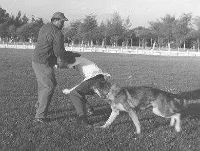 Primera imagen del registro Perros Policiales de Carabineros