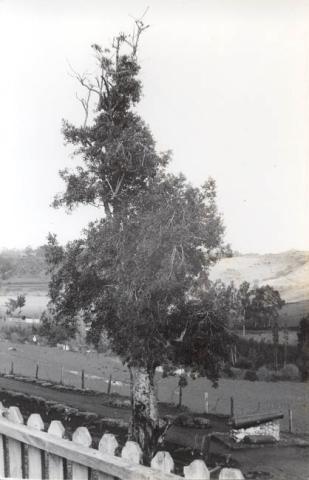 Primera imagen del registro Arbol y Cerco
