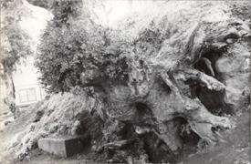 Primera imagen del registro Raices de un Arbol
