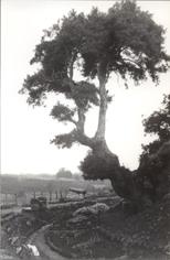 Primera imagen del registro Arbol Contra el Cielo