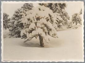 Primera imagen del registro Arbol Nevado