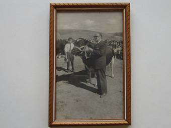 Primera imagen del registro Exposición ovina