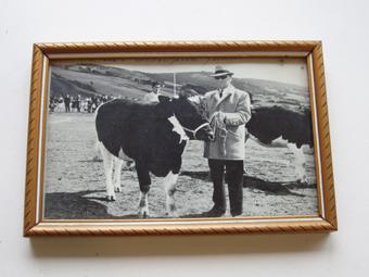 Primera imagen del registro Exposición bovina