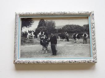 Primera imagen del registro Exposición bovina