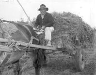 Primera imagen del registro Agricultura, Forraje