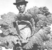 Primera imagen del registro Chile, Economía. Agricultura Hortalizas