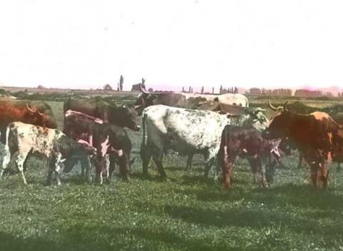Primera imagen del registro Ganado Bovino