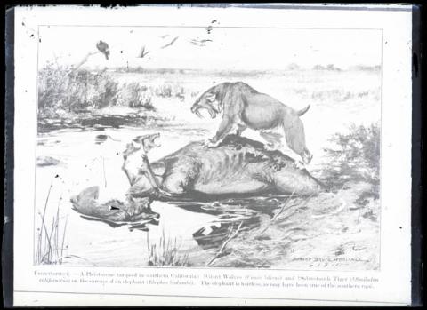 Primera imagen del registro Reproducción de ilustración "A pleistocene tar-pool in southern California" por Robert Bruce Horsfall. 1911