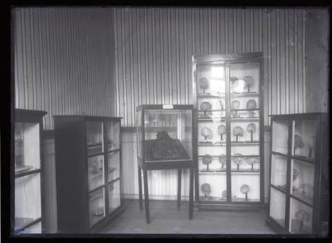 Primera imagen del registro Sala de antropología física, antigua exhibición del Museo de Concepción