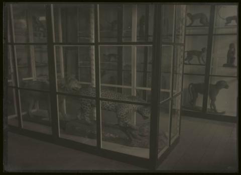 Primera imagen del registro Vitrinas de mamíferos, antigua exhibición Museo de Concepción