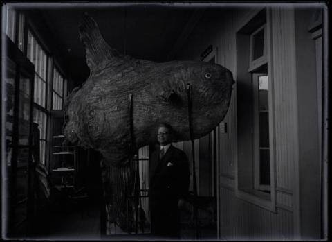 Primera imagen del registro Carlos Oliver Schneider, junto un pez Mola mola taxidermizado