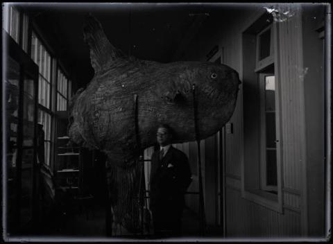 Primera imagen del registro Carlos Oliver Schneider junto a un pez Mola mola taxidermizado