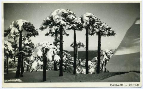 Primera imagen del registro Parque Nacional Conguillío