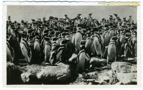 Primera imagen del registro Pingüinos de Magallanes