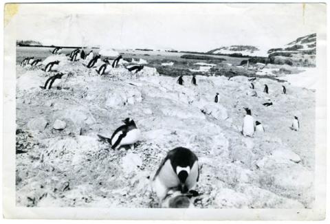 Primera imagen del registro PINGUINOS EN LA ANTARTICA