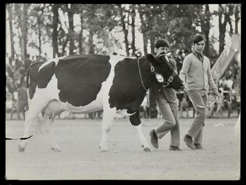 Primera imagen del registro Feria ganadera