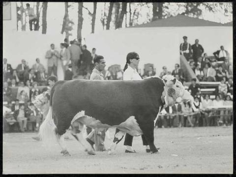 Primera imagen del registro Feria Ganadera