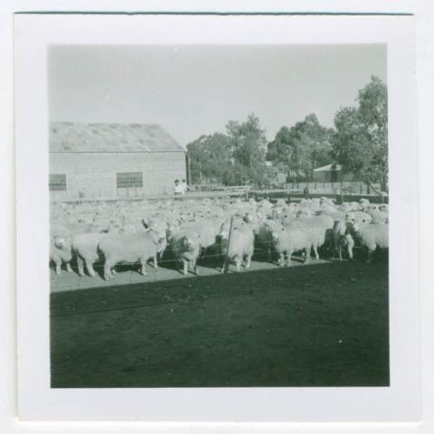 Primera imagen del registro ESTANCIA HARLET,LA PAMPA,ARGENTINA