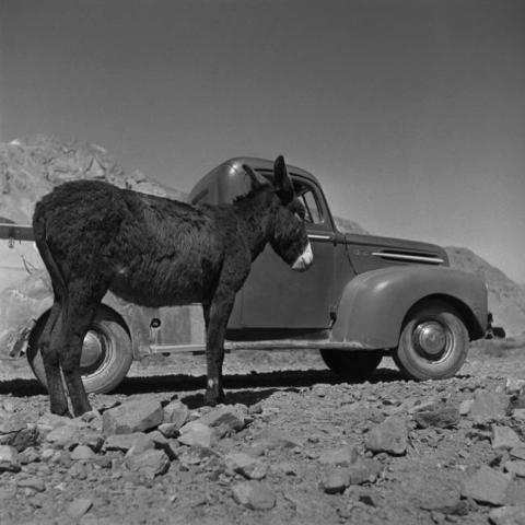 Primera imagen del registro Burro junto a camioneta en Paipote
