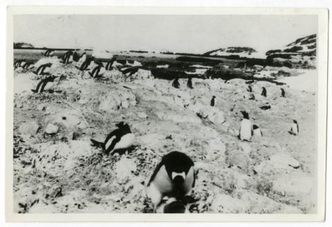 Primera imagen del registro PINGUINOS ANTARTICOS