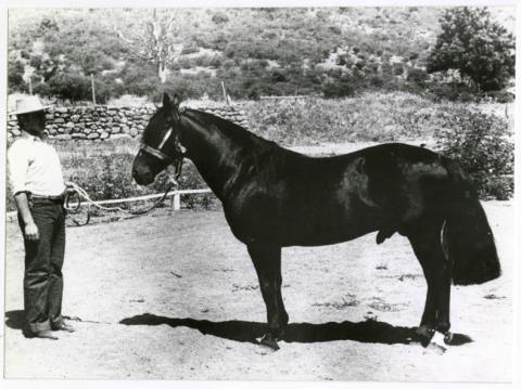 Primera imagen del registro ACTIVIDAD AGRICOLA:ANIMALES.