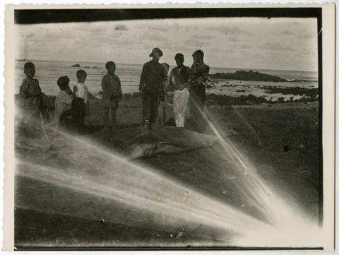 Primera imagen del registro Grupo de isleños con delfín en Isla de Pascua.