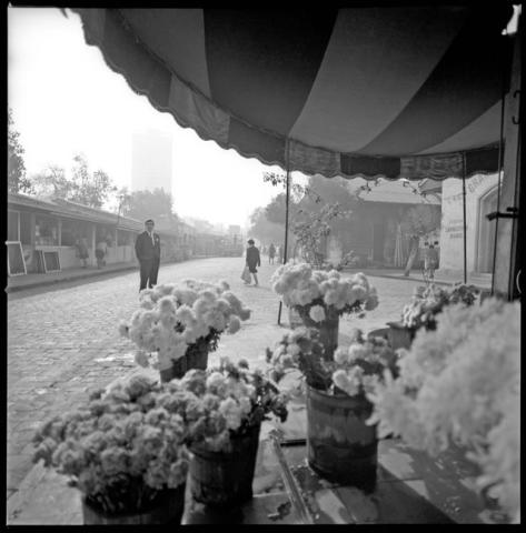 Primera imagen del registro Floristas en antiguo mercado en terrenos de la Remodelación San Borja