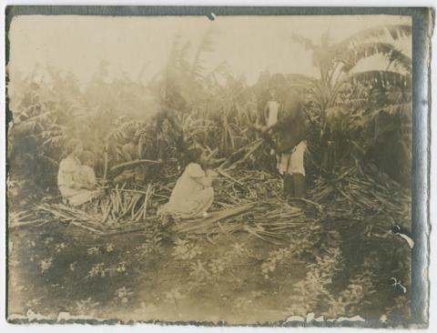 Primera imagen del registro PLANTACION DE CAñA DE AZUCAR