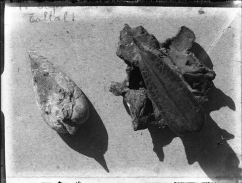 Primera imagen del registro Cresta sagital de jurel. Taltal. A. Capdeville