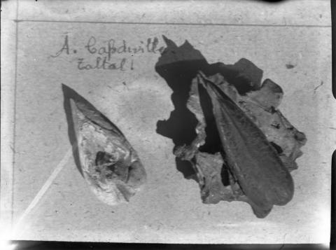 Primera imagen del registro Cresta sagital de jurel. Taltal. A. Capdeville