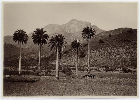 Primera imagen del registro Paisaje natural de cerros y palmas