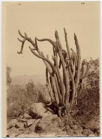 Primera imagen del registro Paisaje natural con quisco