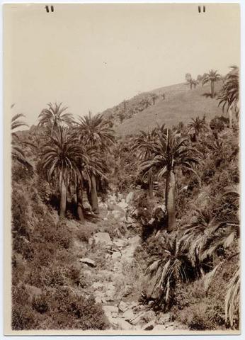 Primera imagen del registro Paisaje natural con palmas chilenas
