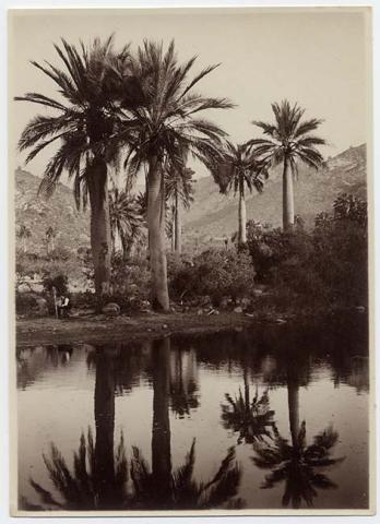 Primera imagen del registro Paisaje natural con laguna y palmas chilenas