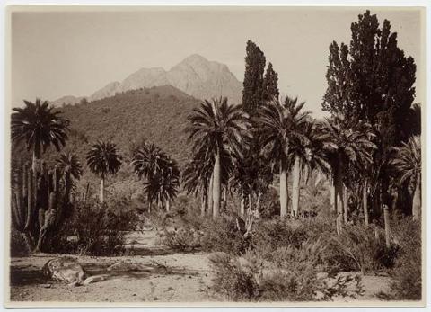 Primera imagen del registro Paisaje natural con palmas chilenas