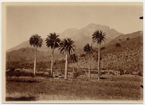 Primera imagen del registro Paisaje natural con cerros y palmas