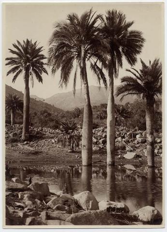 Primera imagen del registro Paisaje natural con arroyo y palmas chilenas