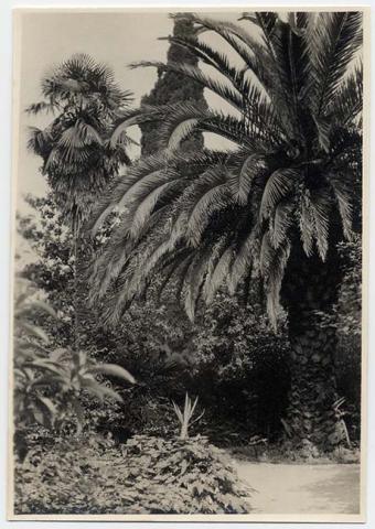 Primera imagen del registro Parque con vegetación y palmas