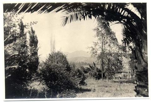 Primera imagen del registro Paisaje natural con vegetación y palmas