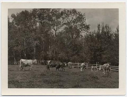 Primera imagen del registro Paisaje rural con vacas en Parque de la Cervecería