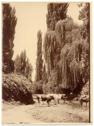 Primera imagen del registro Paisaje natural con vacas