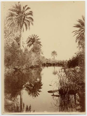Primera imagen del registro Paisaje natural con lago y palmas