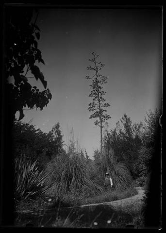 Primera imagen del registro Retrato de hombre en paisaje natural